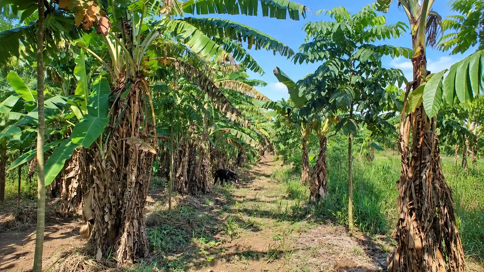 Bananenanbau in grünen Reihen