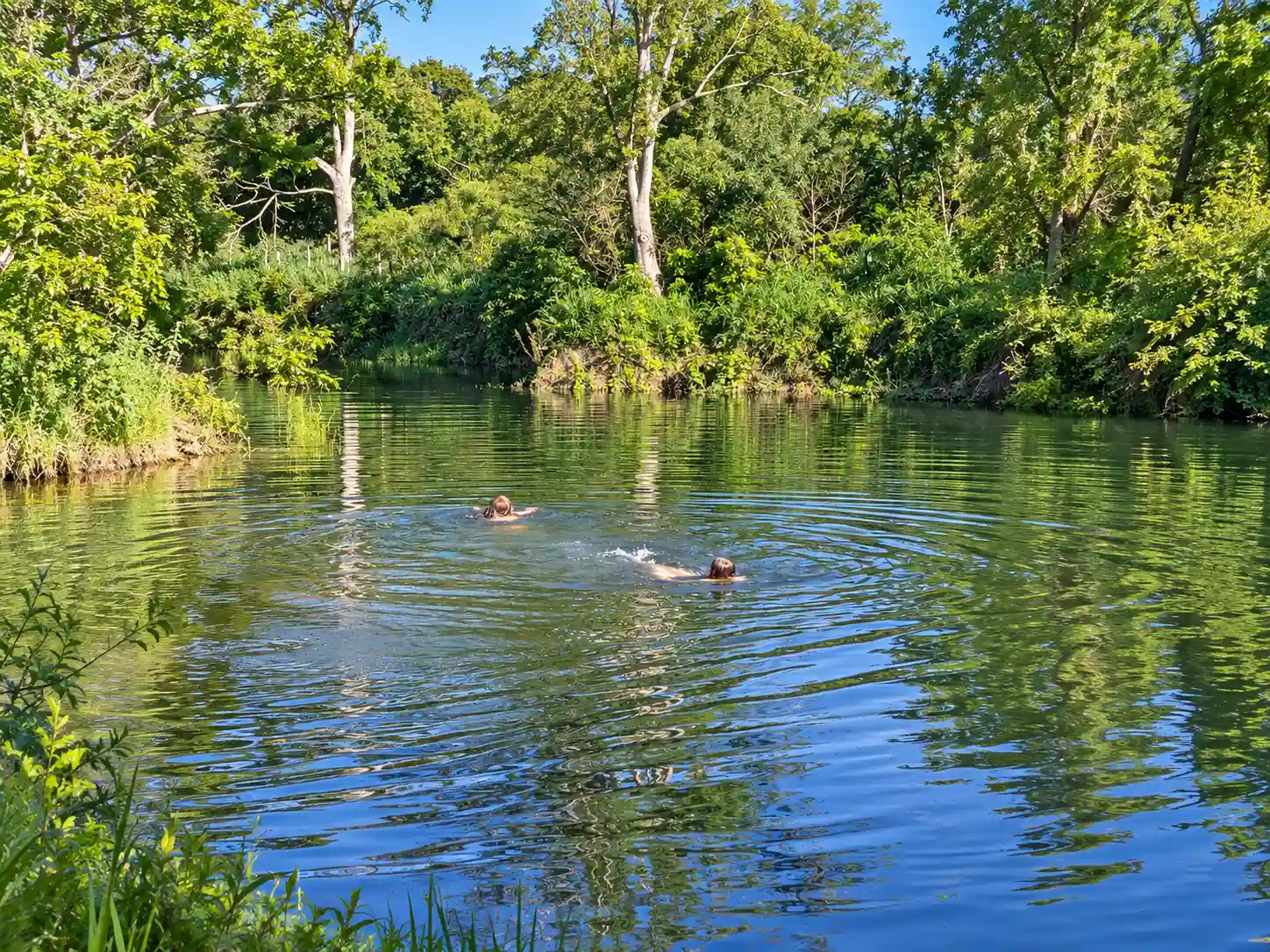 People swimming in a pond surrounded by trees