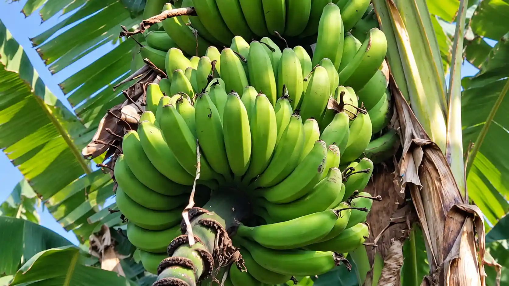 Racimo de plátanos verdes en la planta